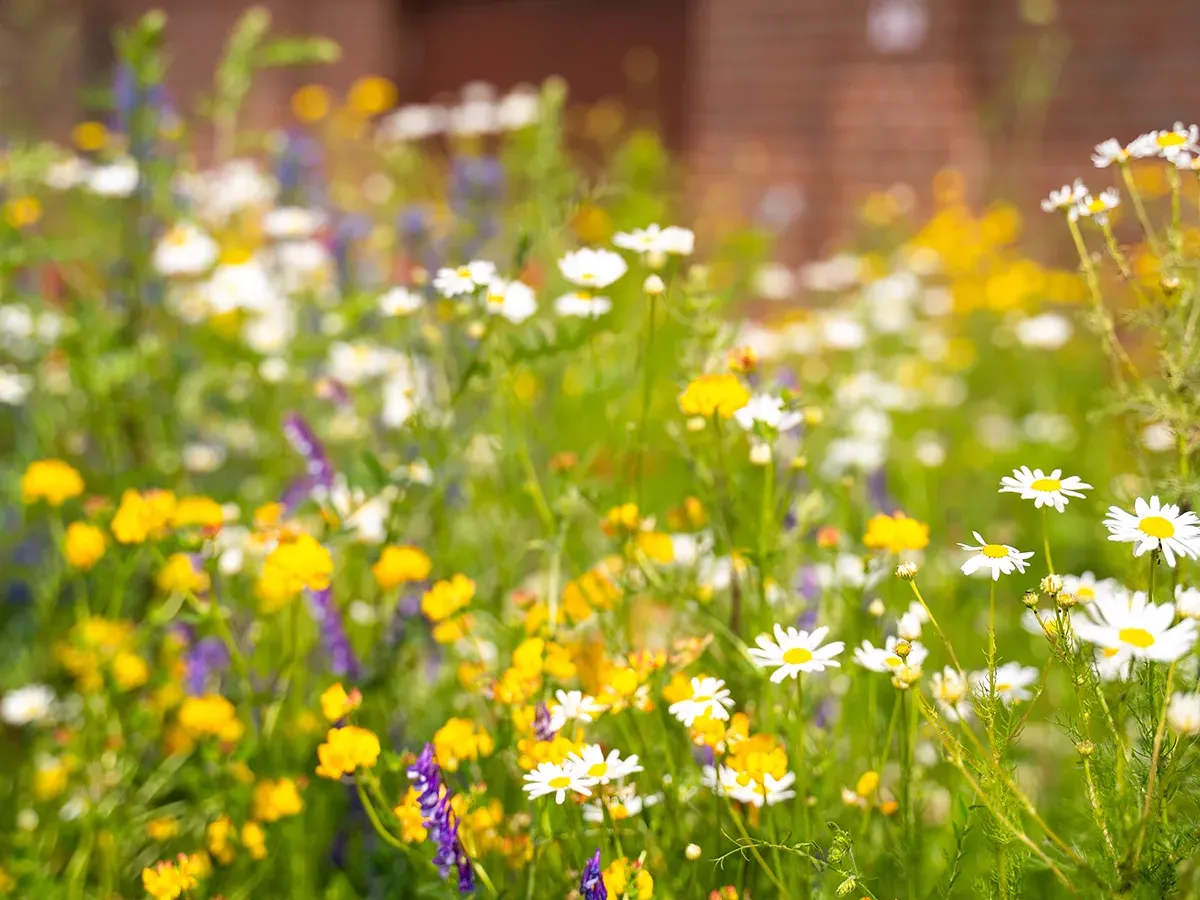 blumenwiese